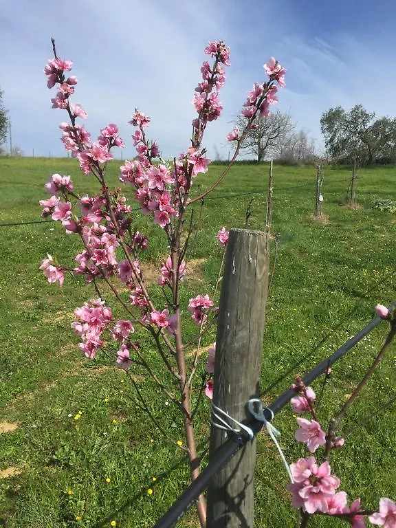 Agriturismo Prati degli Orti Montiano